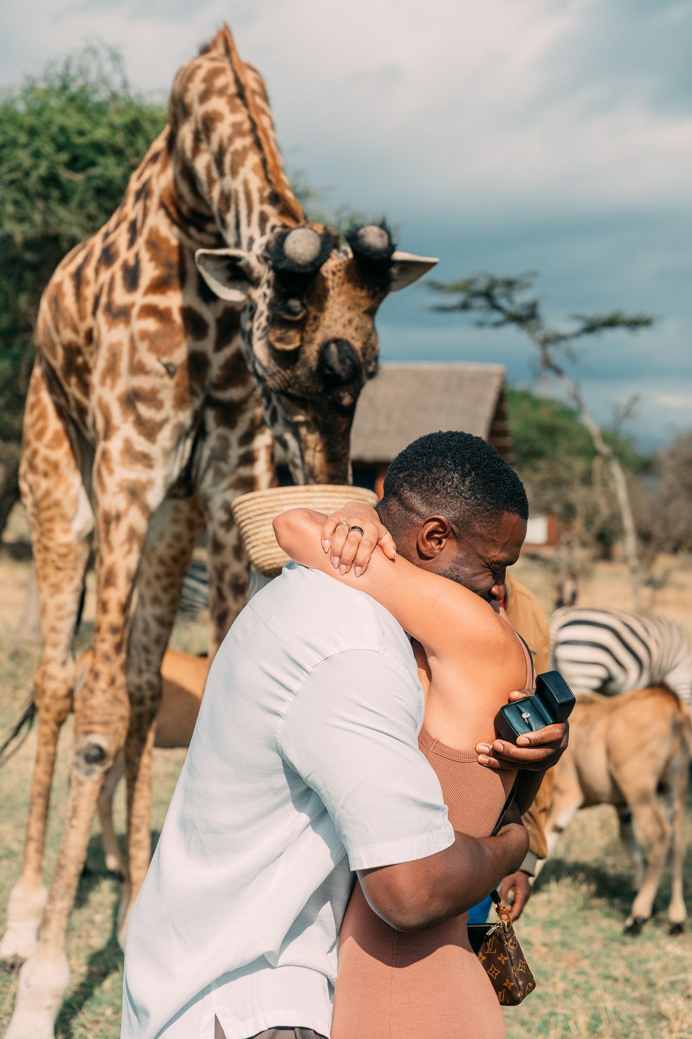 Couple embracing with engagement ring while giraffe feeds in background at Serval Wildlife Park