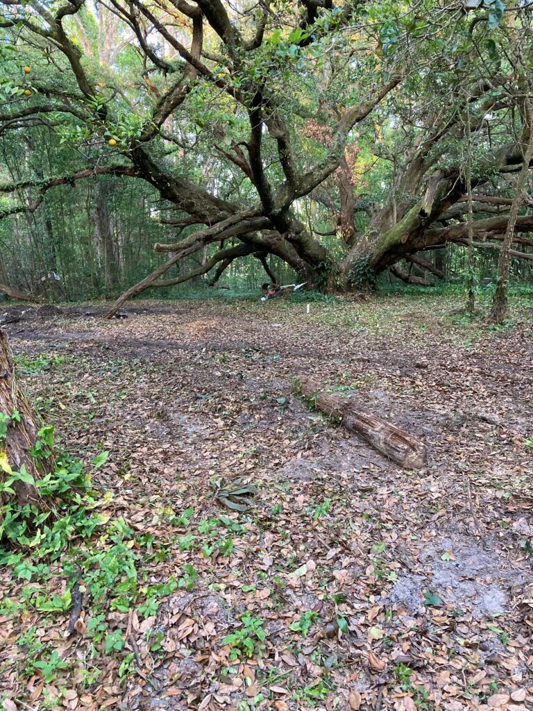 Tree and landscape work