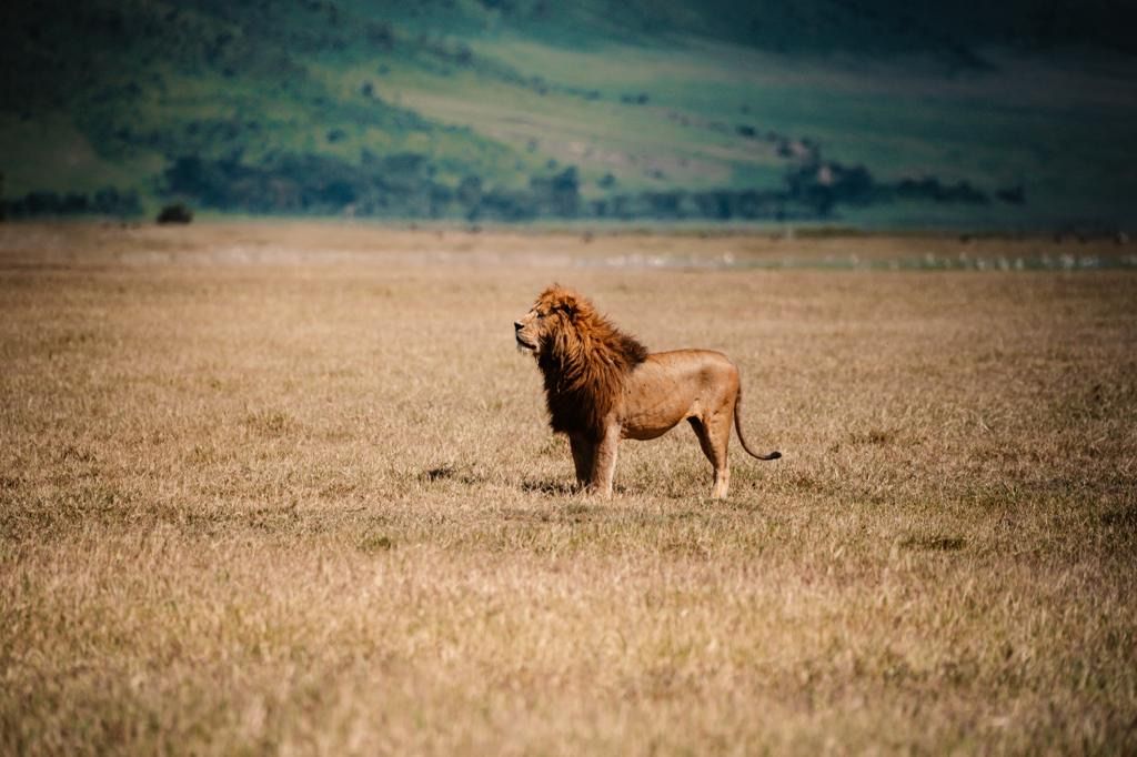 Safari — majestic lion on the Tanzanian savanna