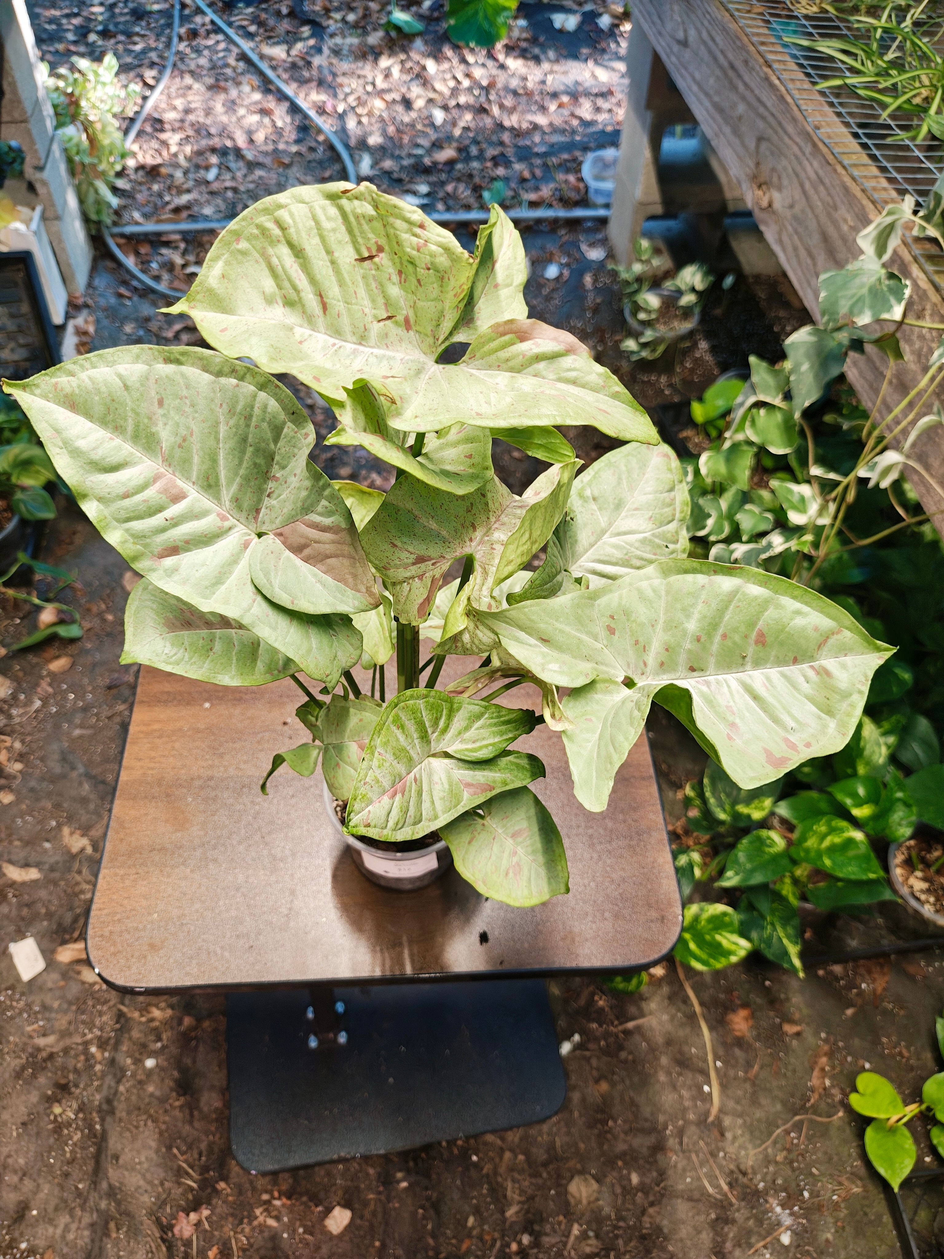 Syngonium milk confetti