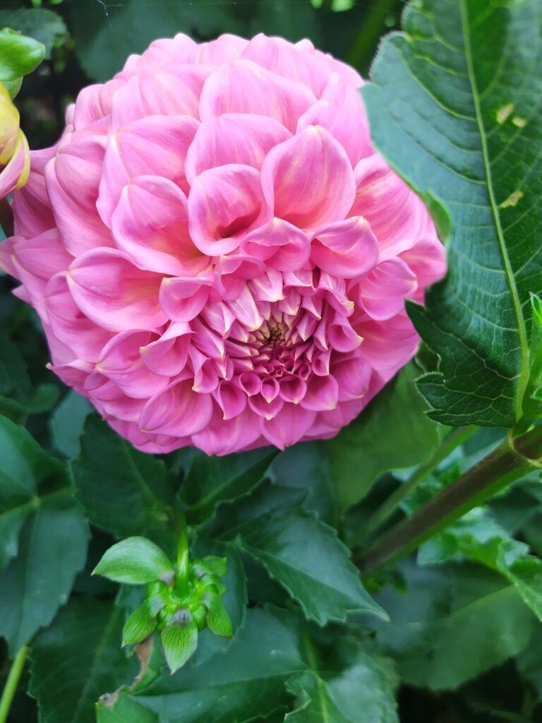 Daniela's Spirit dahlia close-up