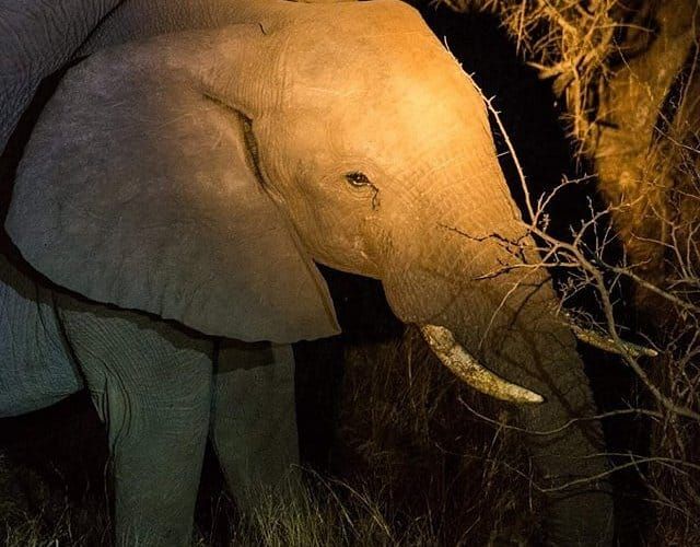Close-up of an elephant during a night safari in Kenya