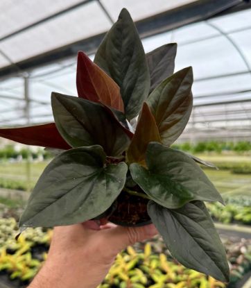 Syngonium 'Red Arrow'