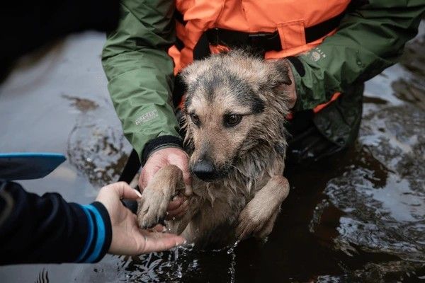 Animal rescue and welfare