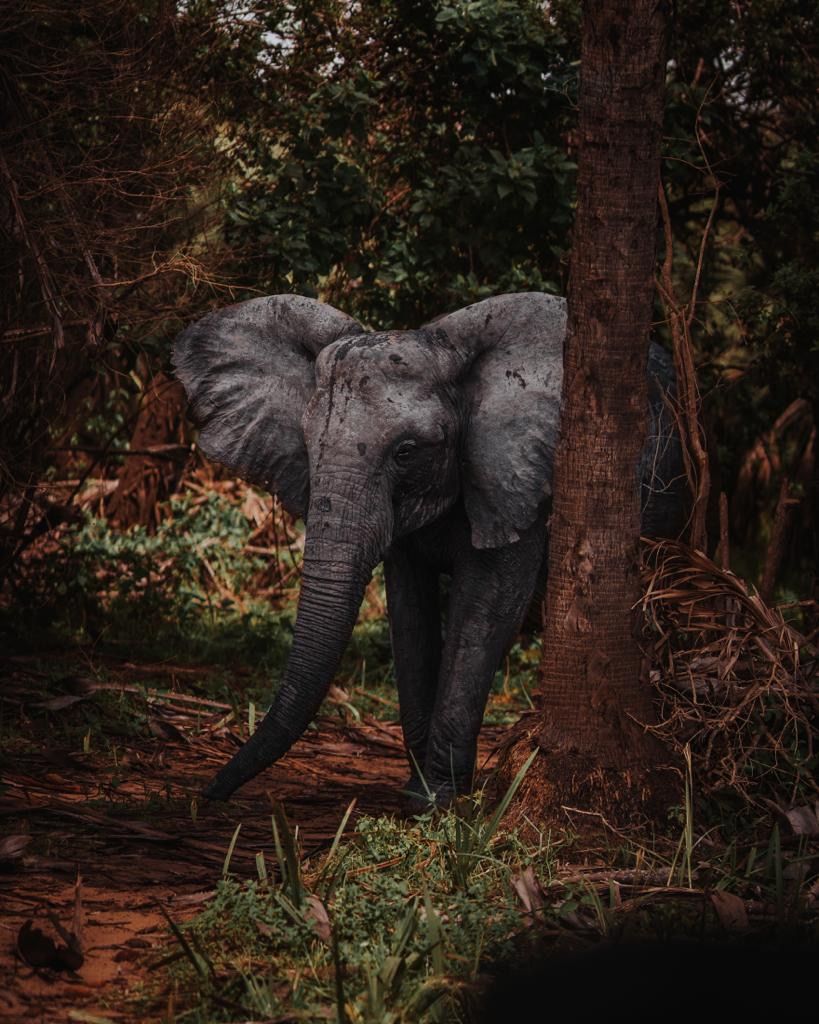 Selous Safari & Zanzibar Beach