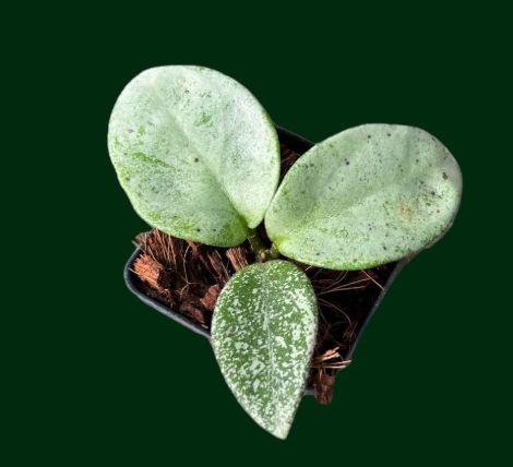 Hoya 'Nova Ghost'