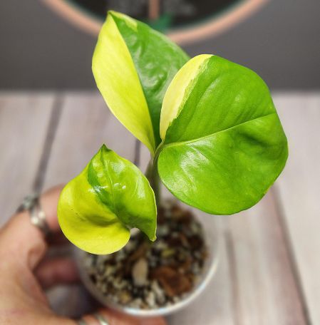 Epipremnum aureum 'Poonsin Manjula'