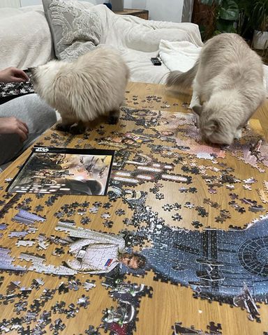Cats at home with puzzle