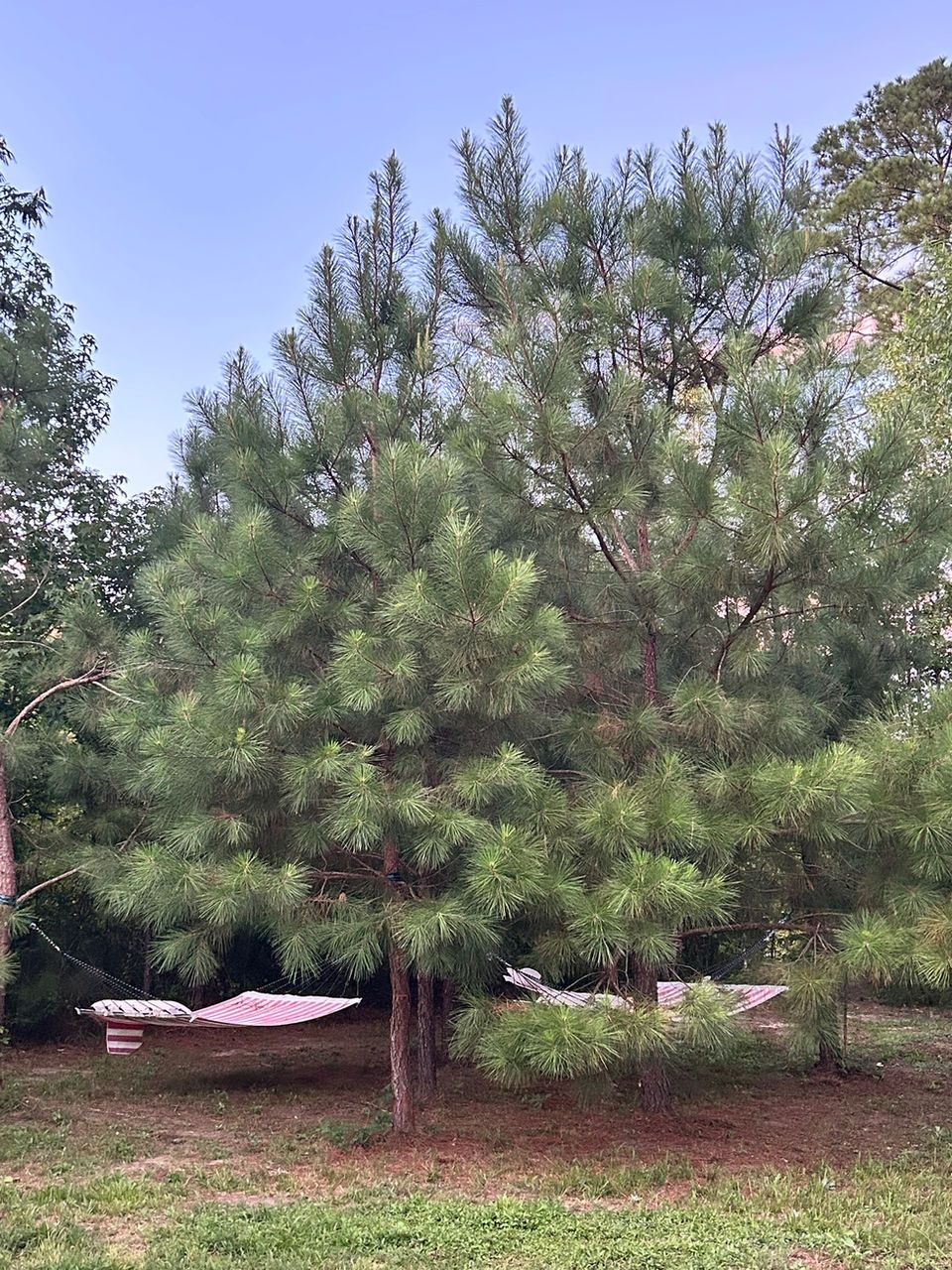 hammock grove