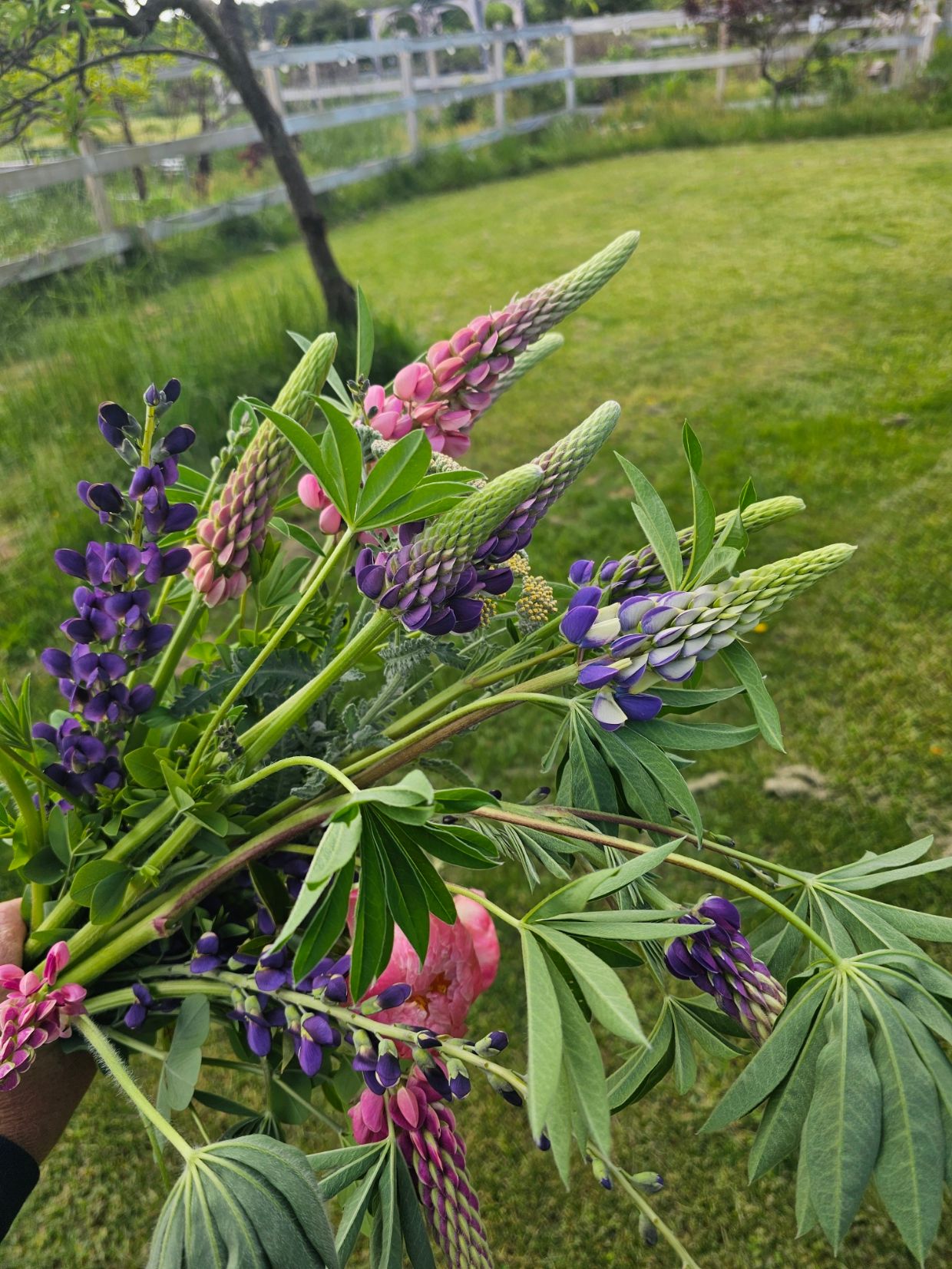 Purple cone-shaped blooms freshly picked from the field