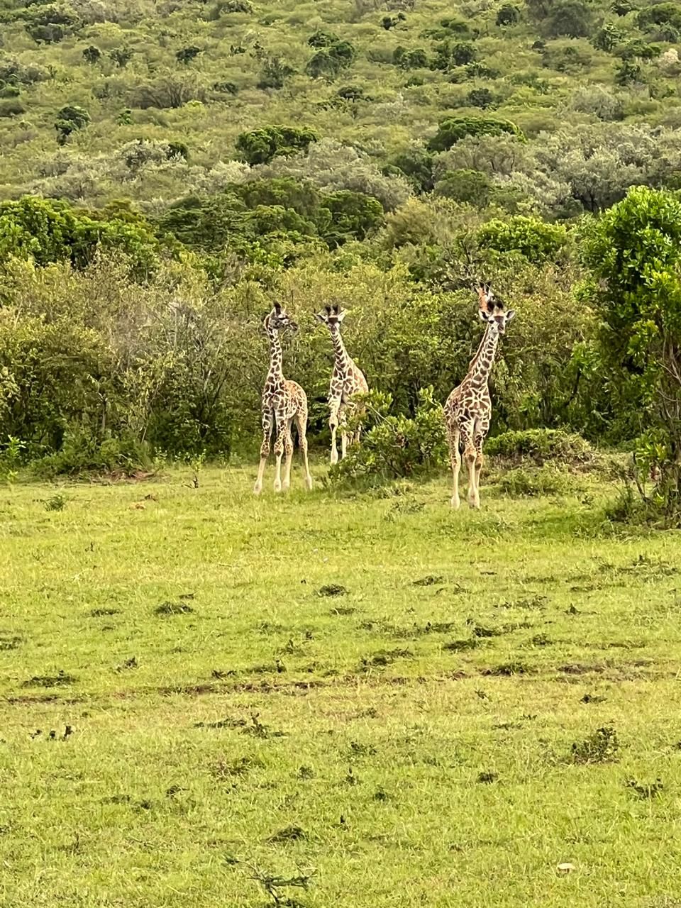 Three giraffes in the Kenyan bush
