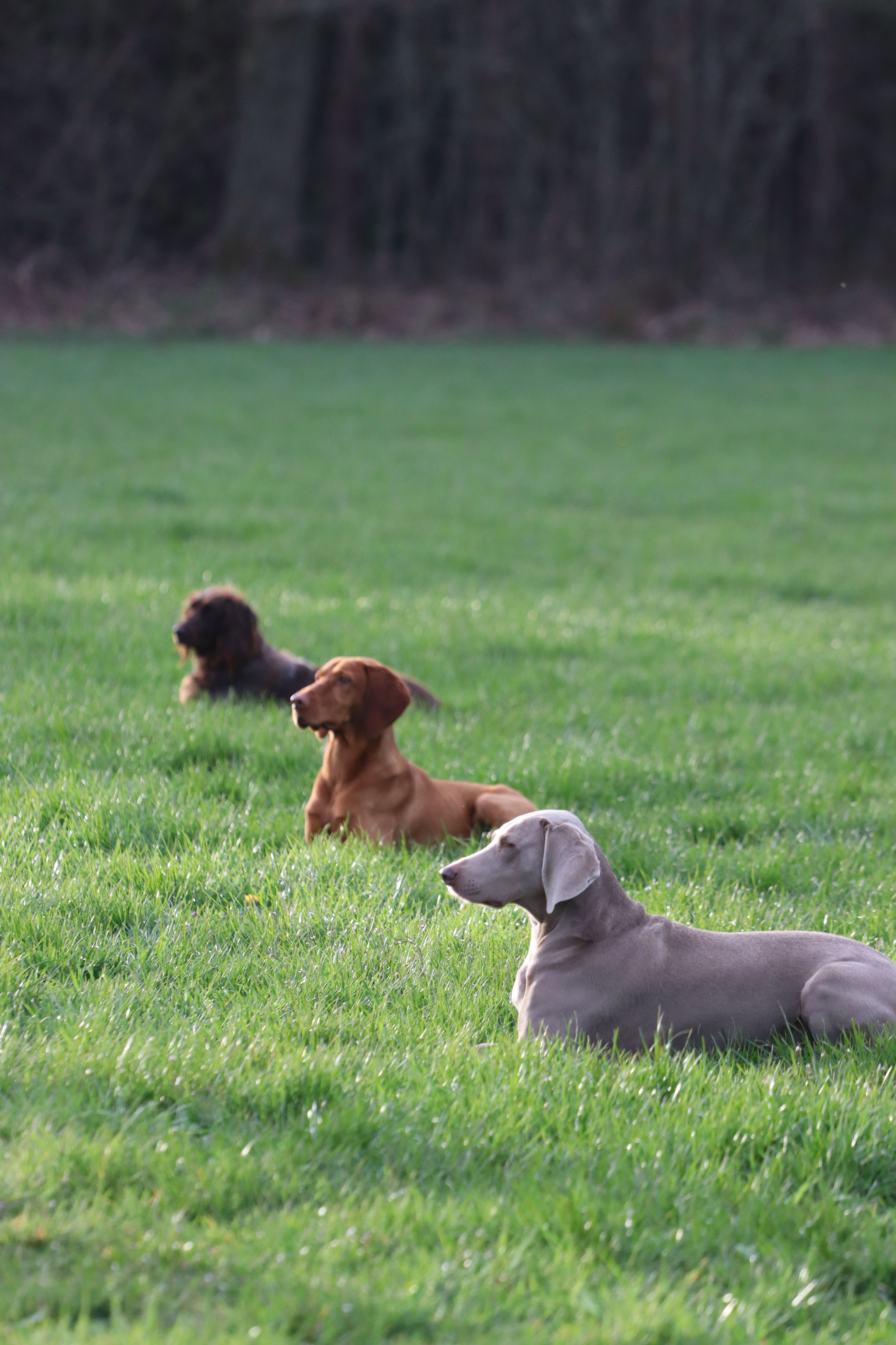 Drie jachthonden liggend in het veld