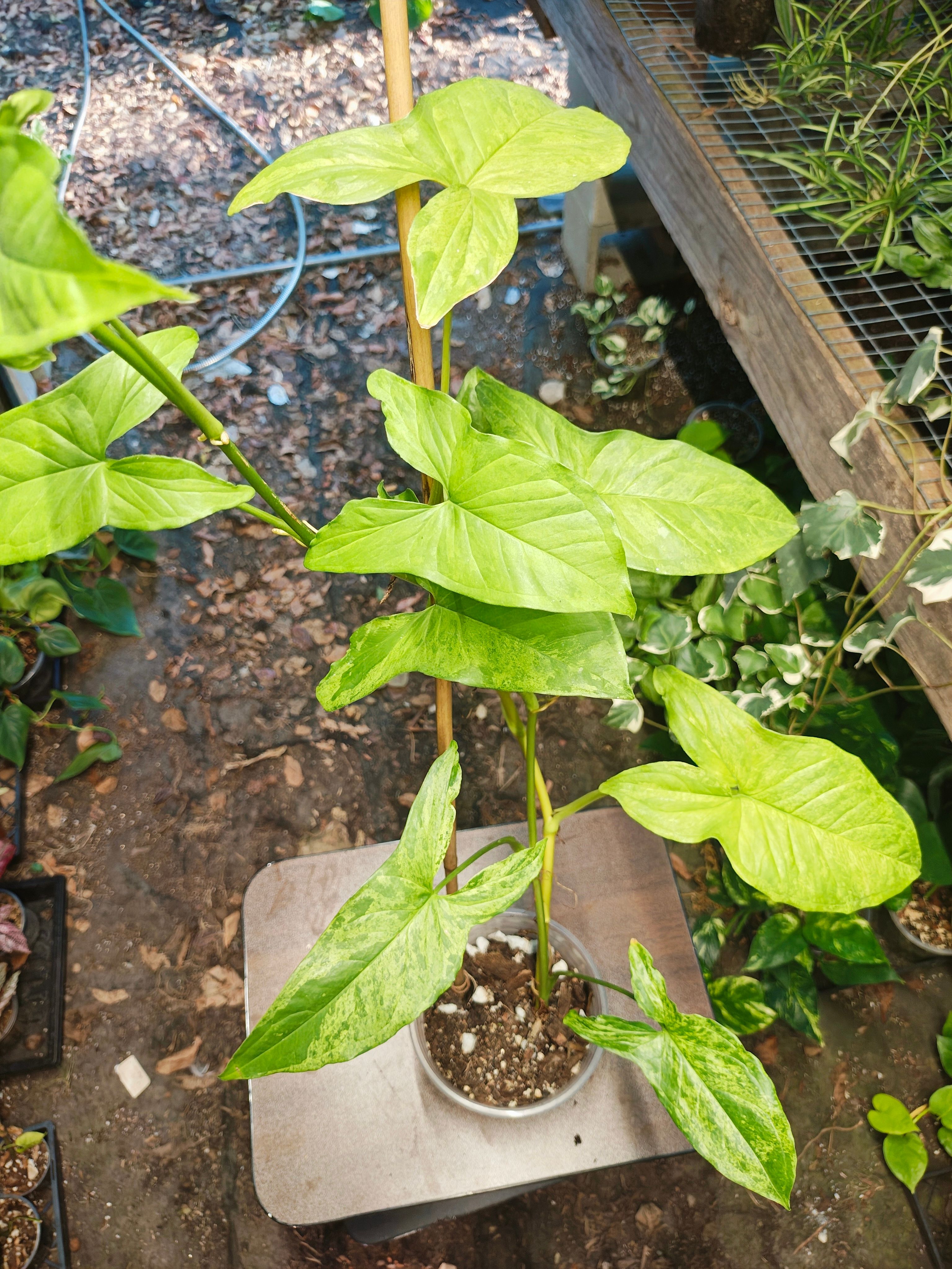 Syngonium podophyllum 'Mojito'