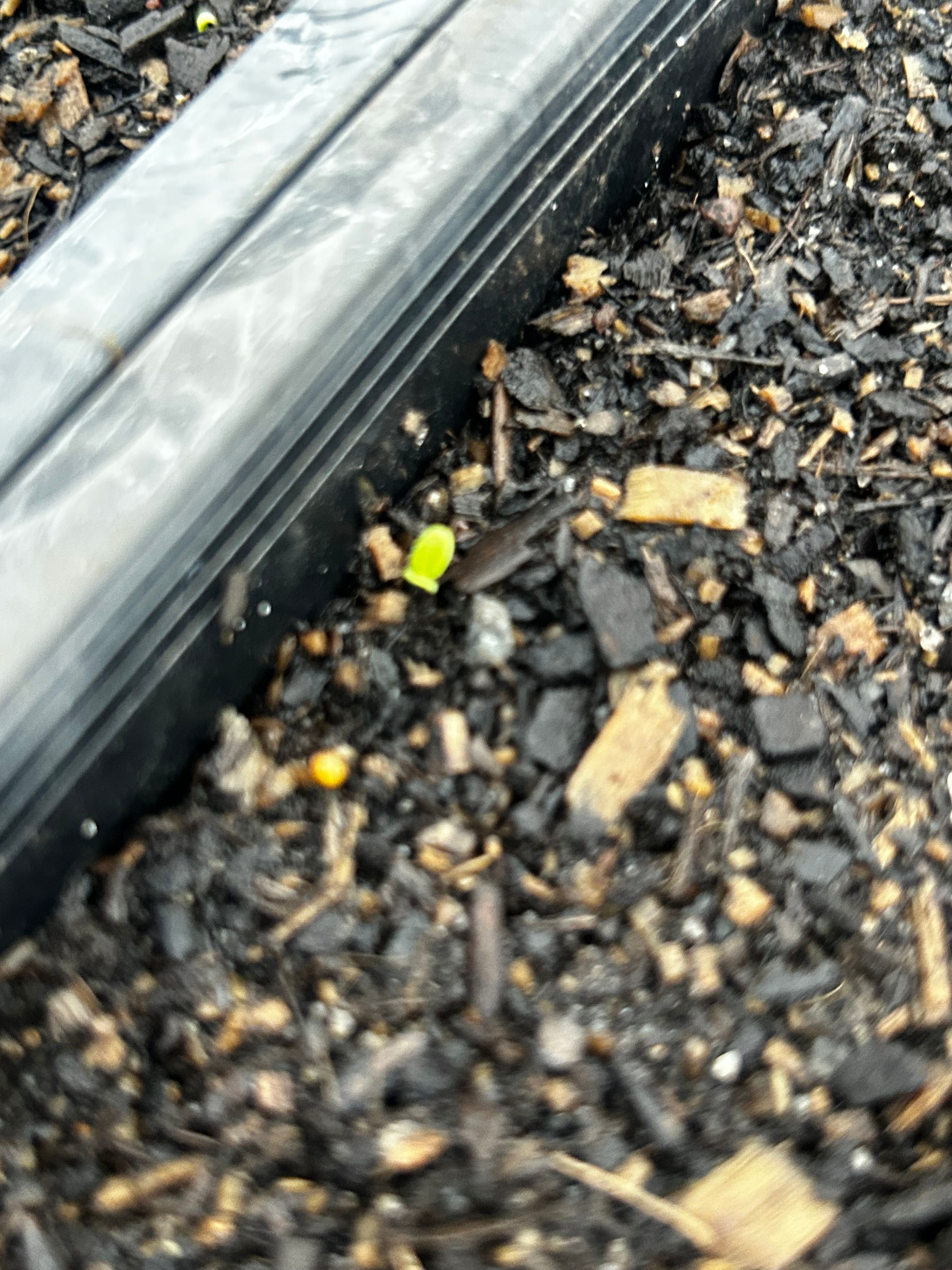 Seedlings