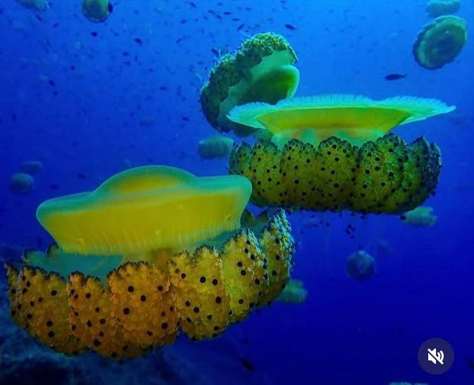 Jellyfish
