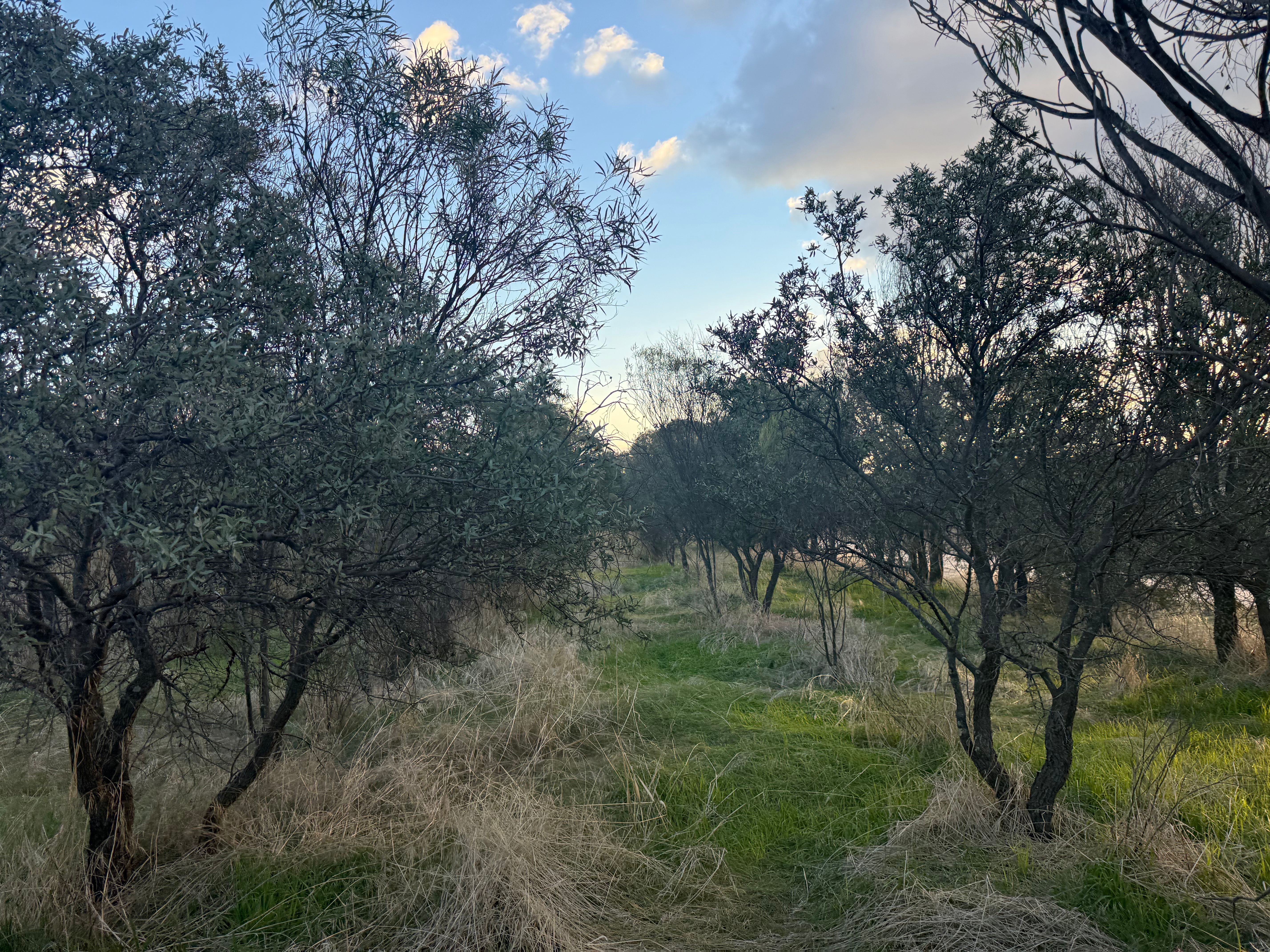 Sandalwood plantation trees