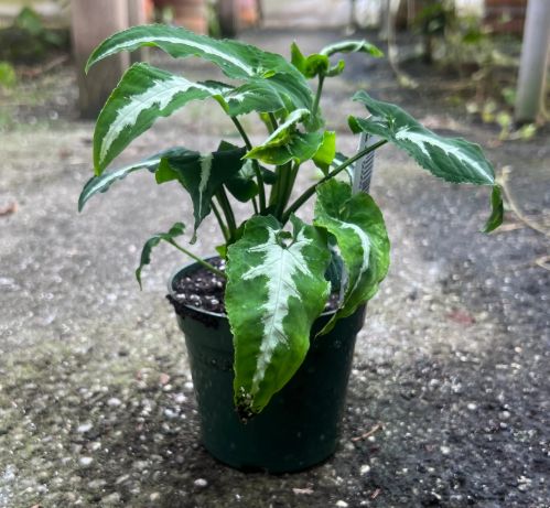 Syngonium wendlandii
