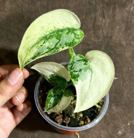 Scindapsus 'Jade Satin Marble'