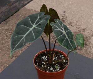 Alocasia 'Purple Vein'