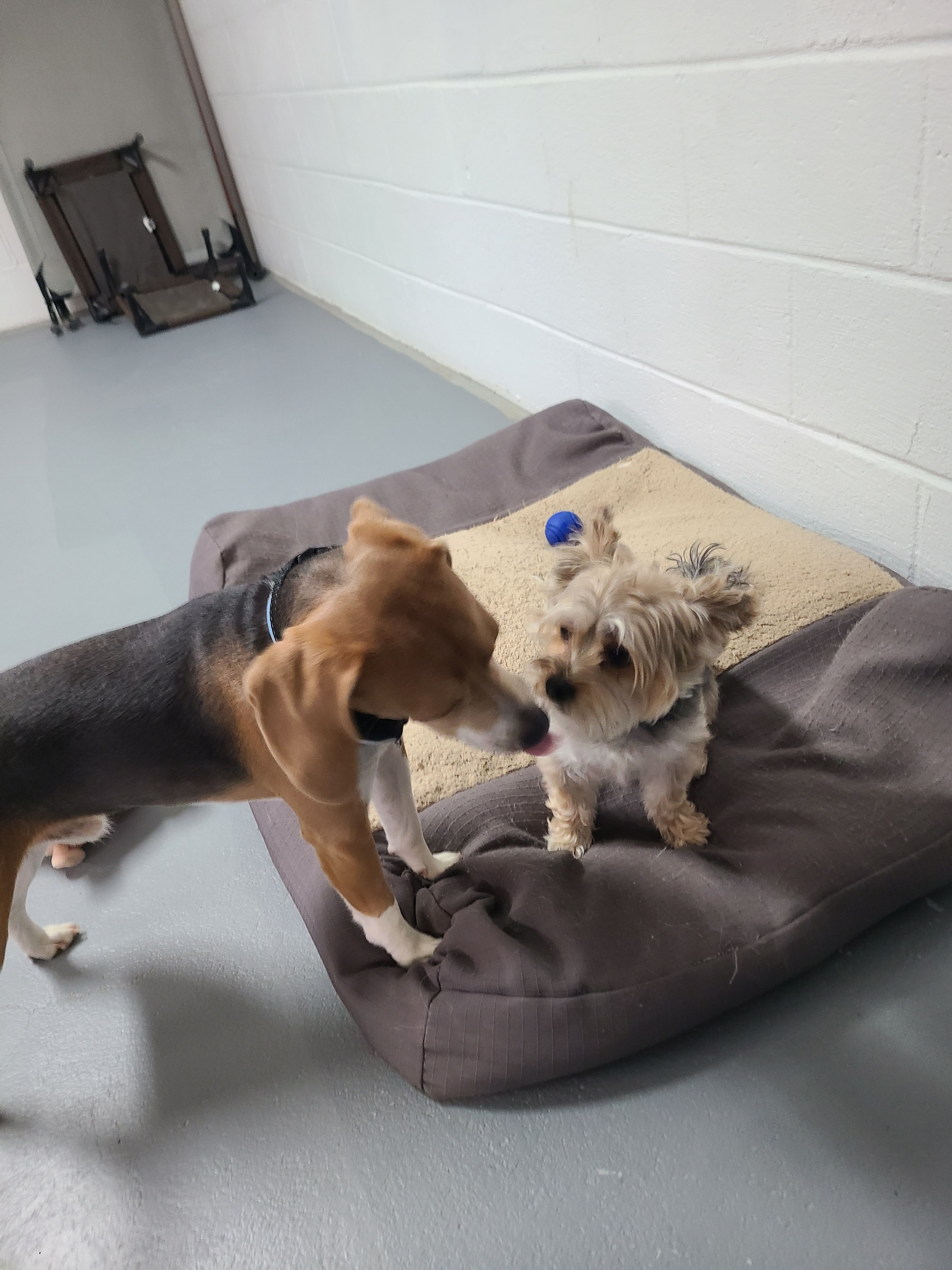 Beagle and small dog