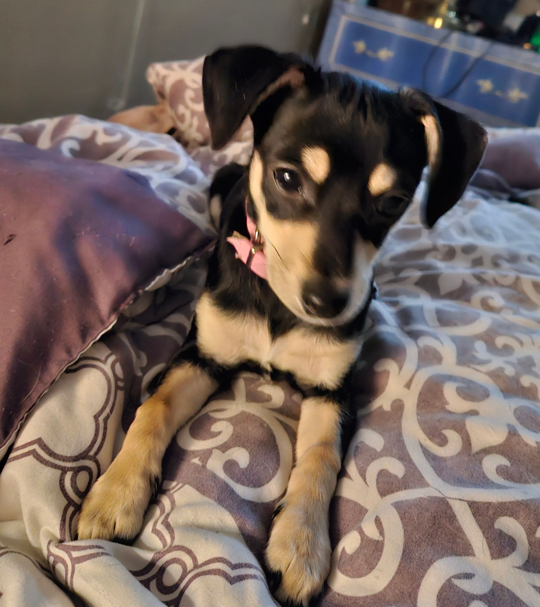 Bella — Diana's miniature dachshund