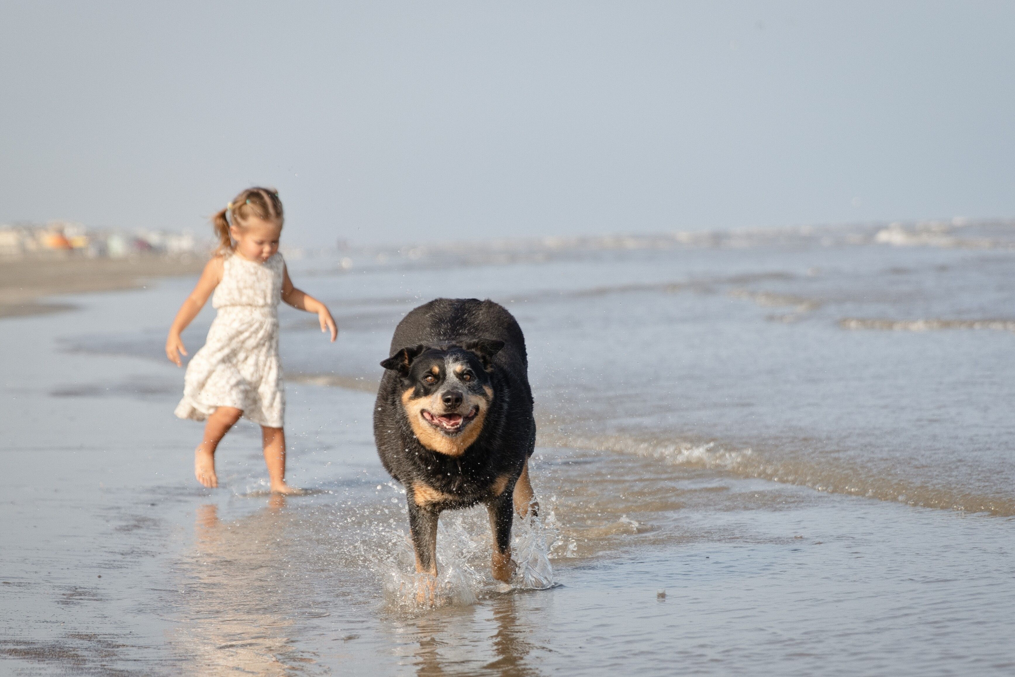 Little girl and her dog splashing in the ocean