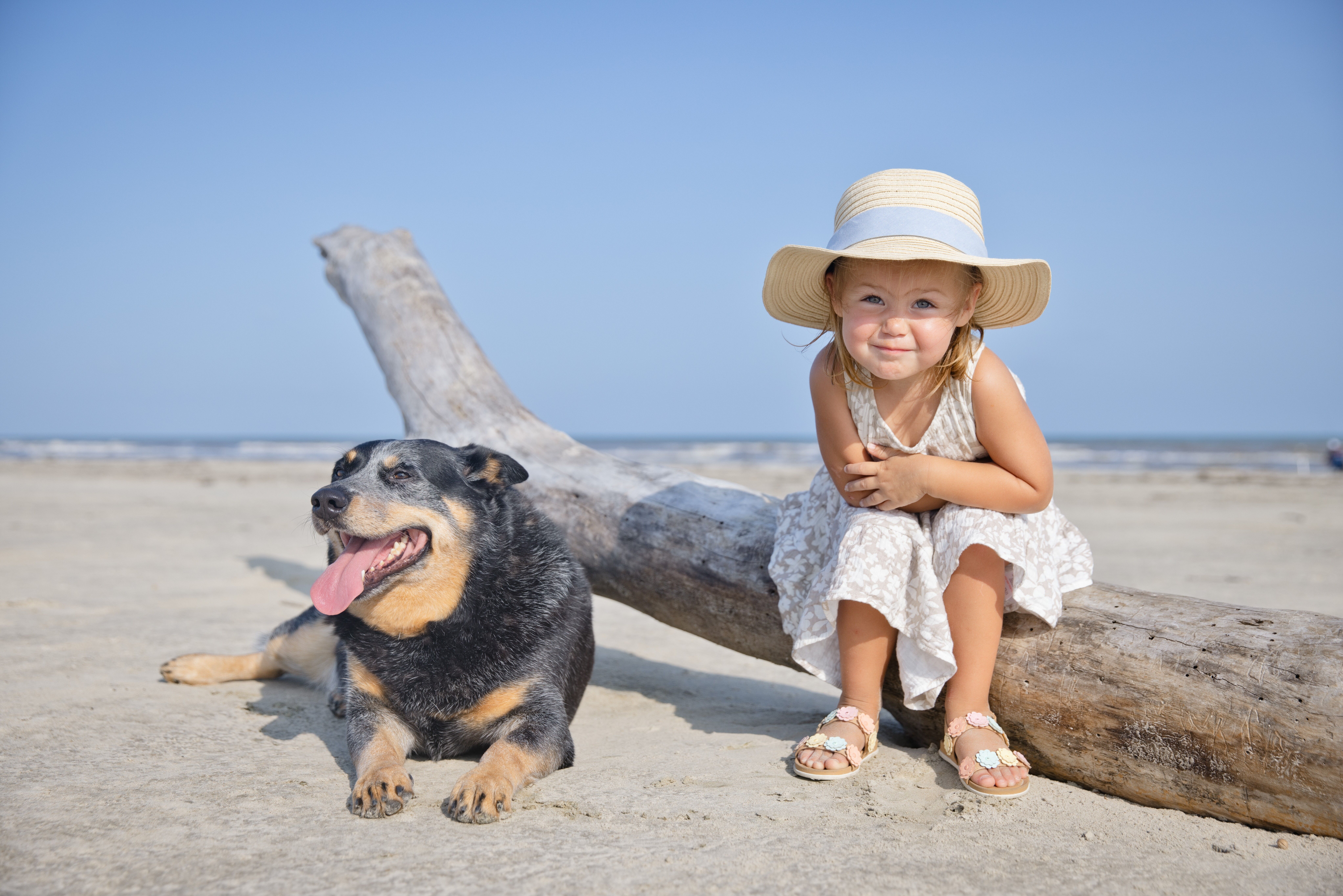 Little girl on driftwood with her dog on the beach