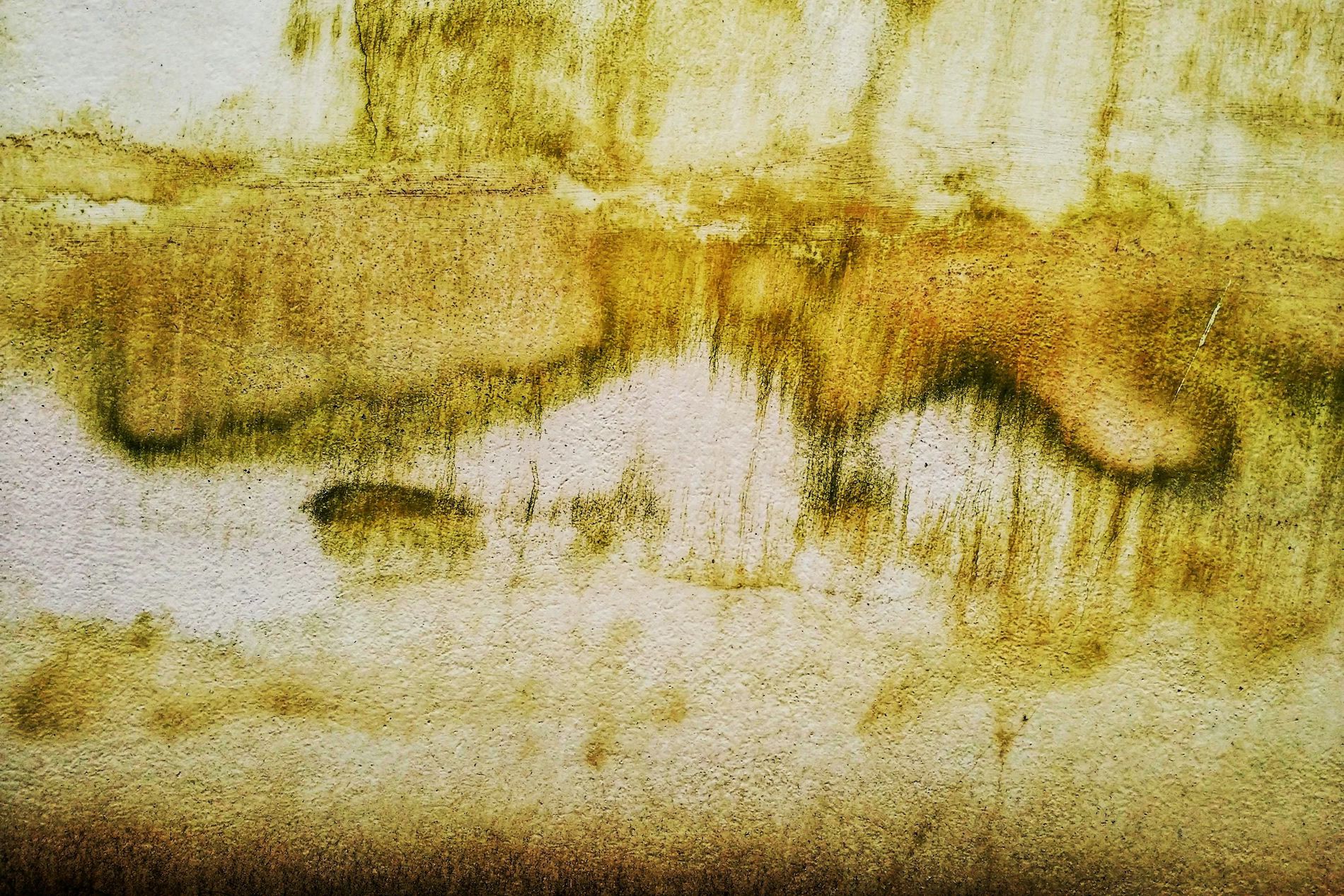 Biological Growth (Aka Mold)