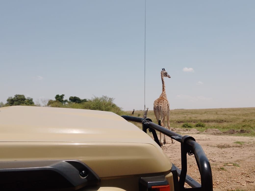 Giraffe on safari trail in Kenya