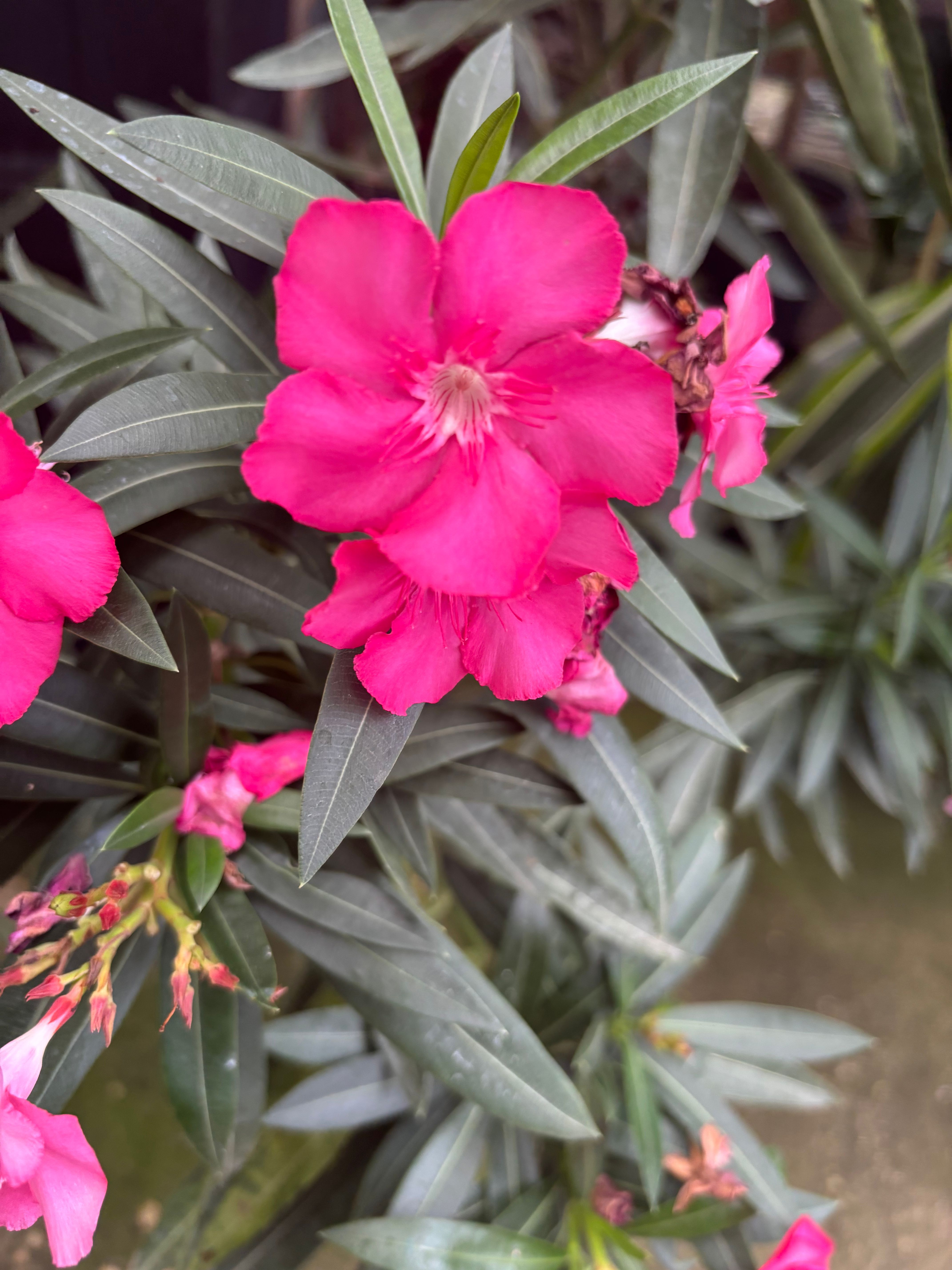 Pink flowers at Secret Gardens