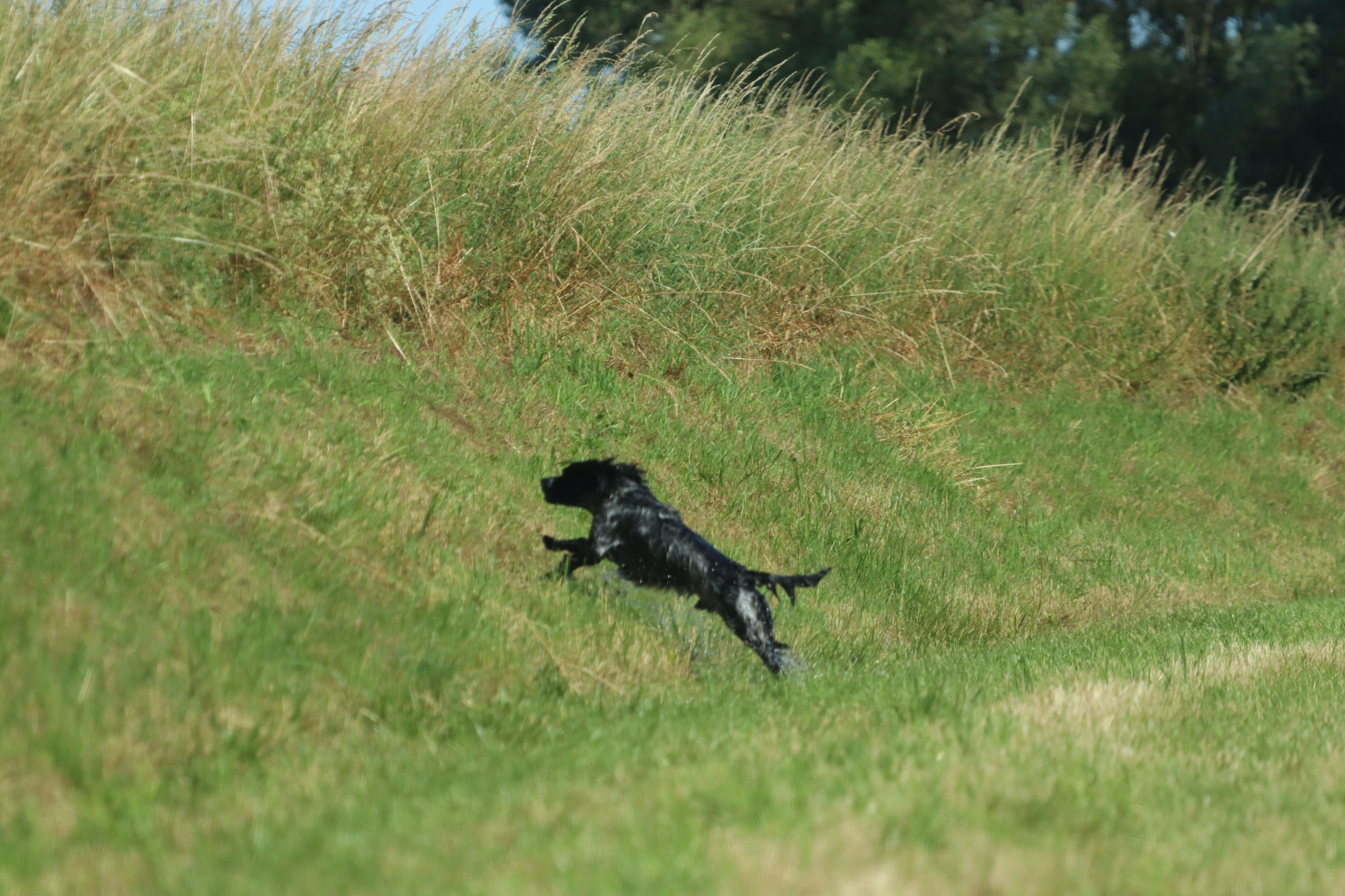 Zwarte hond springt over het veld