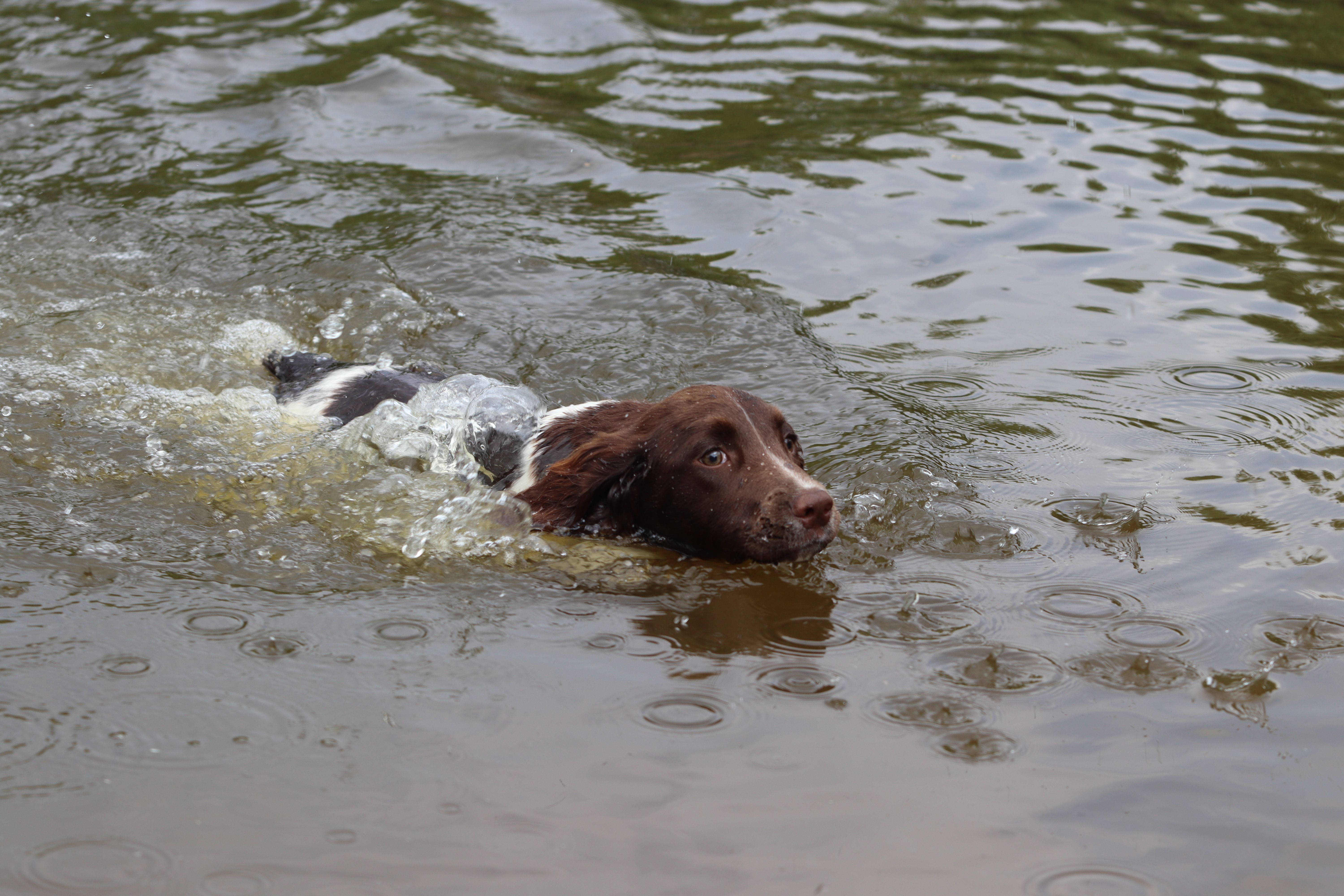Bruin-witte hond zwemt in het water