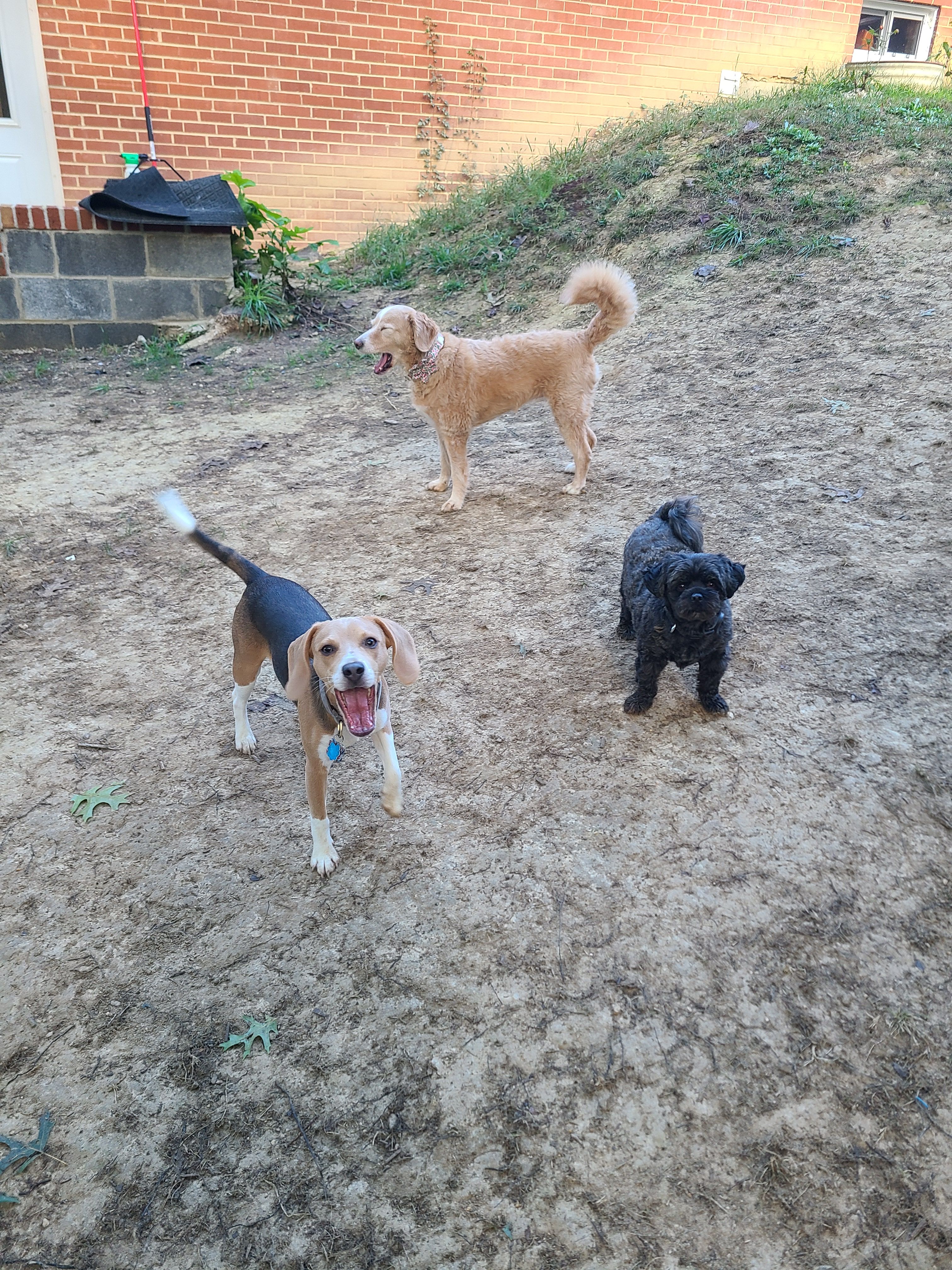 Three dogs together