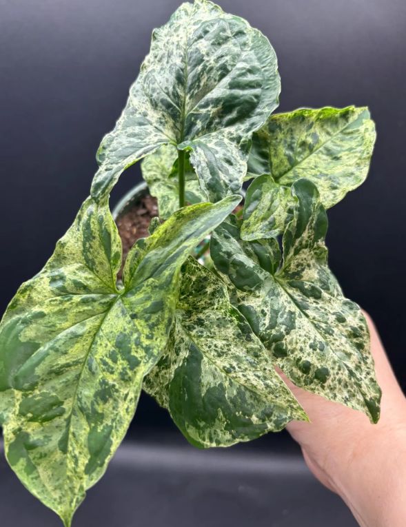 Syngonium podophyllum 'Mojito' Mottled Mint