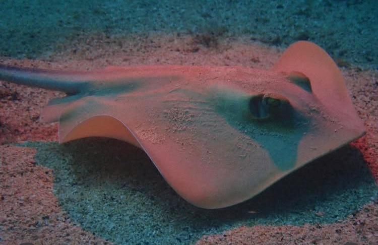 Stingray