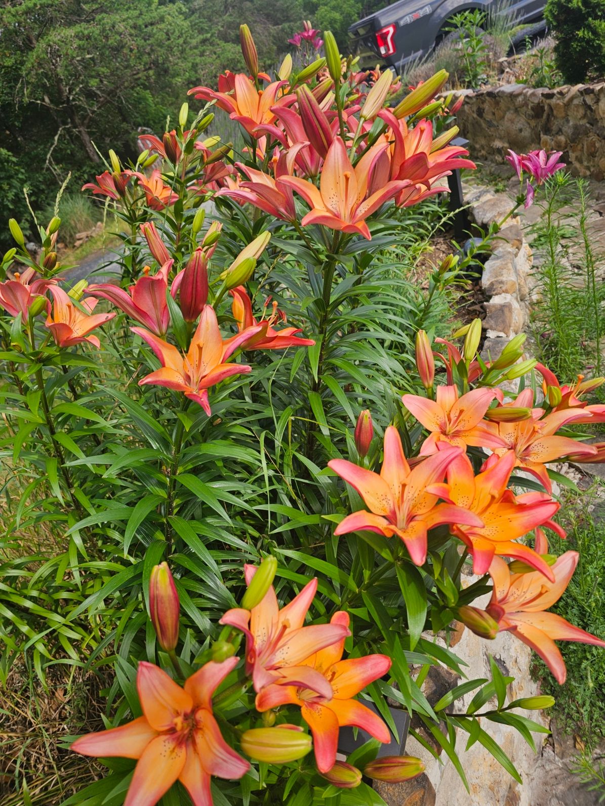 Vibrant orange and pink lilies blooming in the garden beds