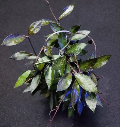 Hoya lacunosa 'Black'