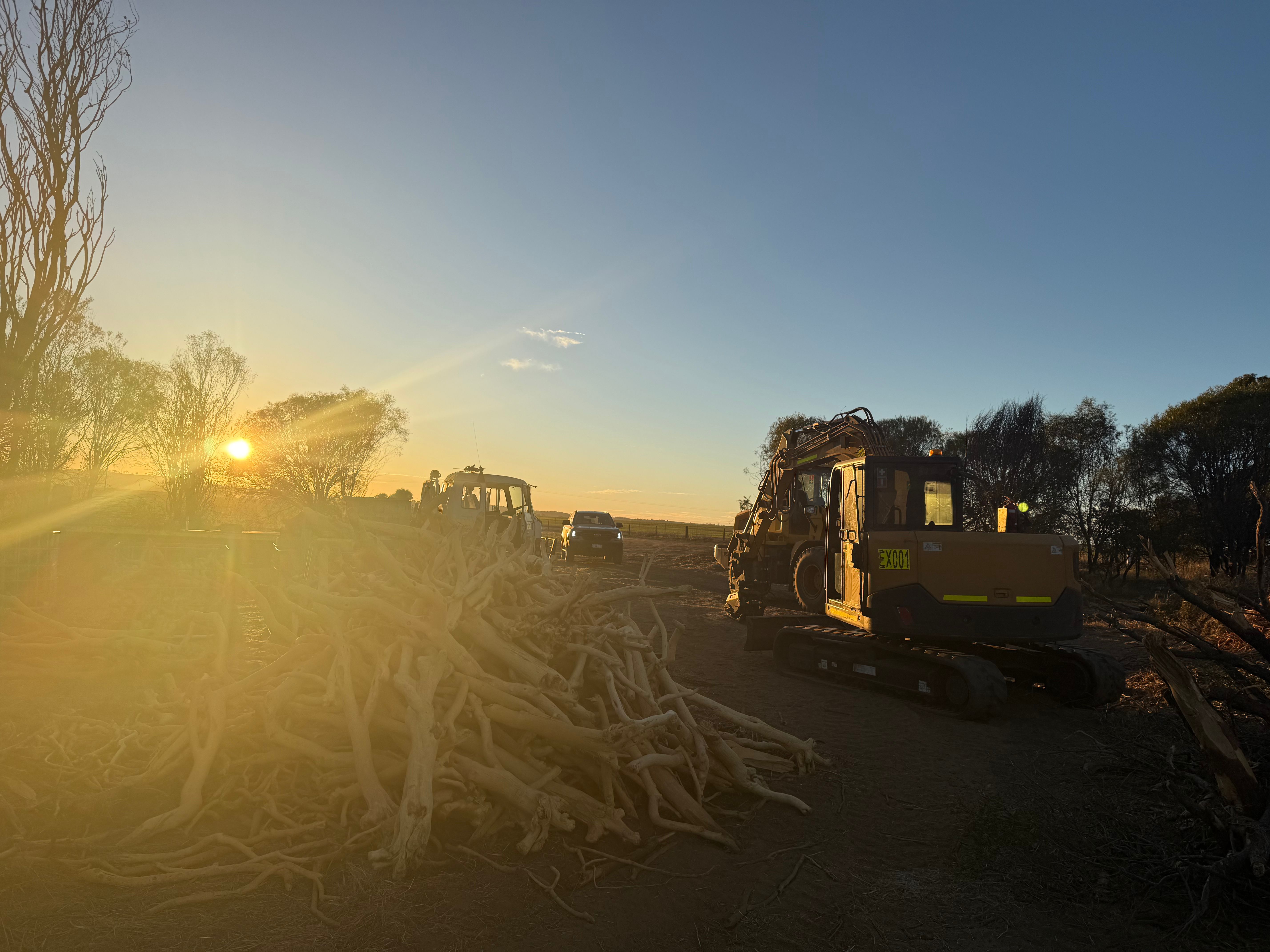 Sandalwood harvest site at sunset