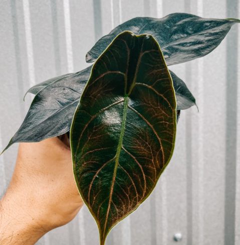Alocasia 'Azlanii'