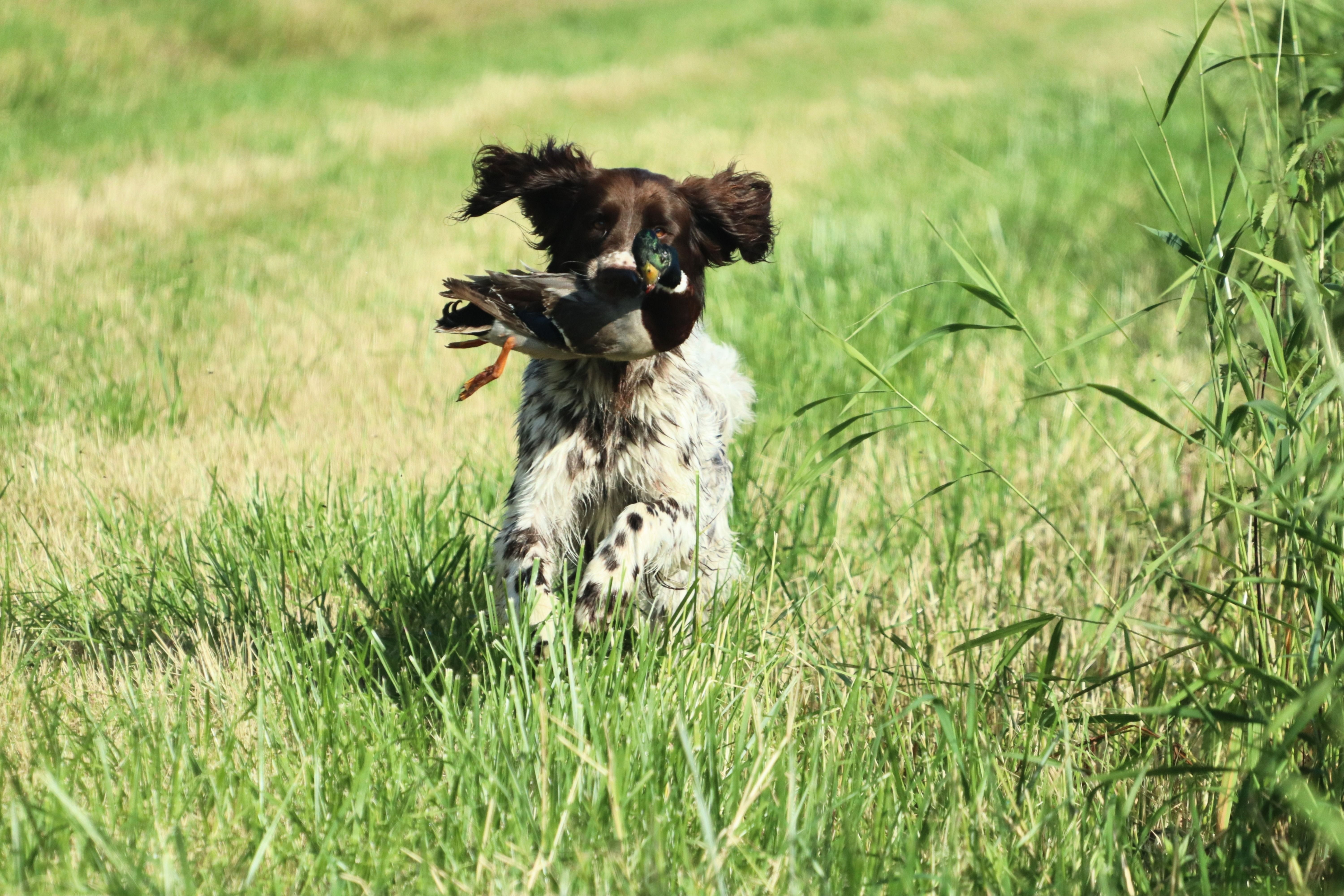 Bruin-witte hond rent met vogel in het veld