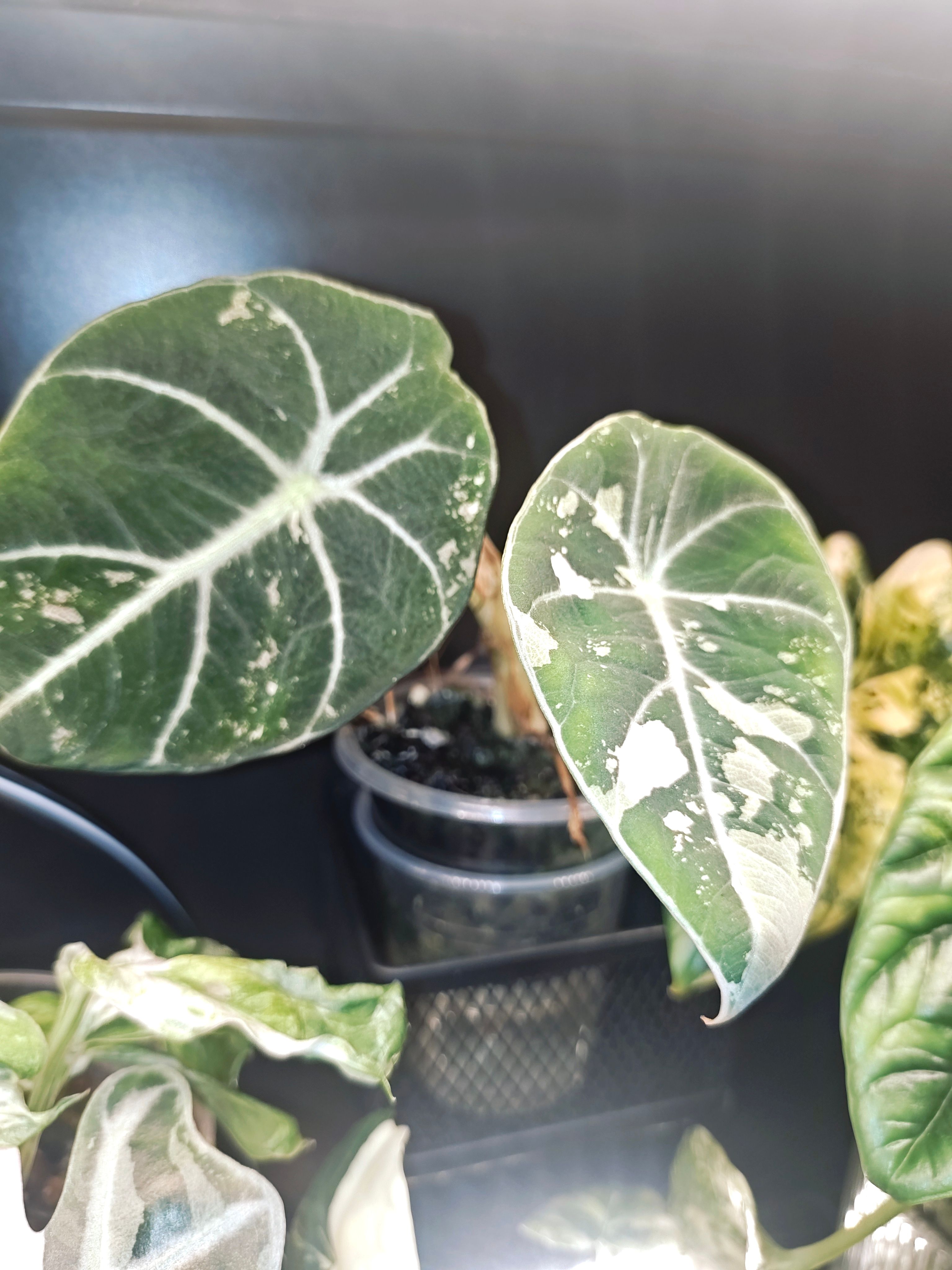 Alocasia reginula 'Black Velvet Pink' Plantlet