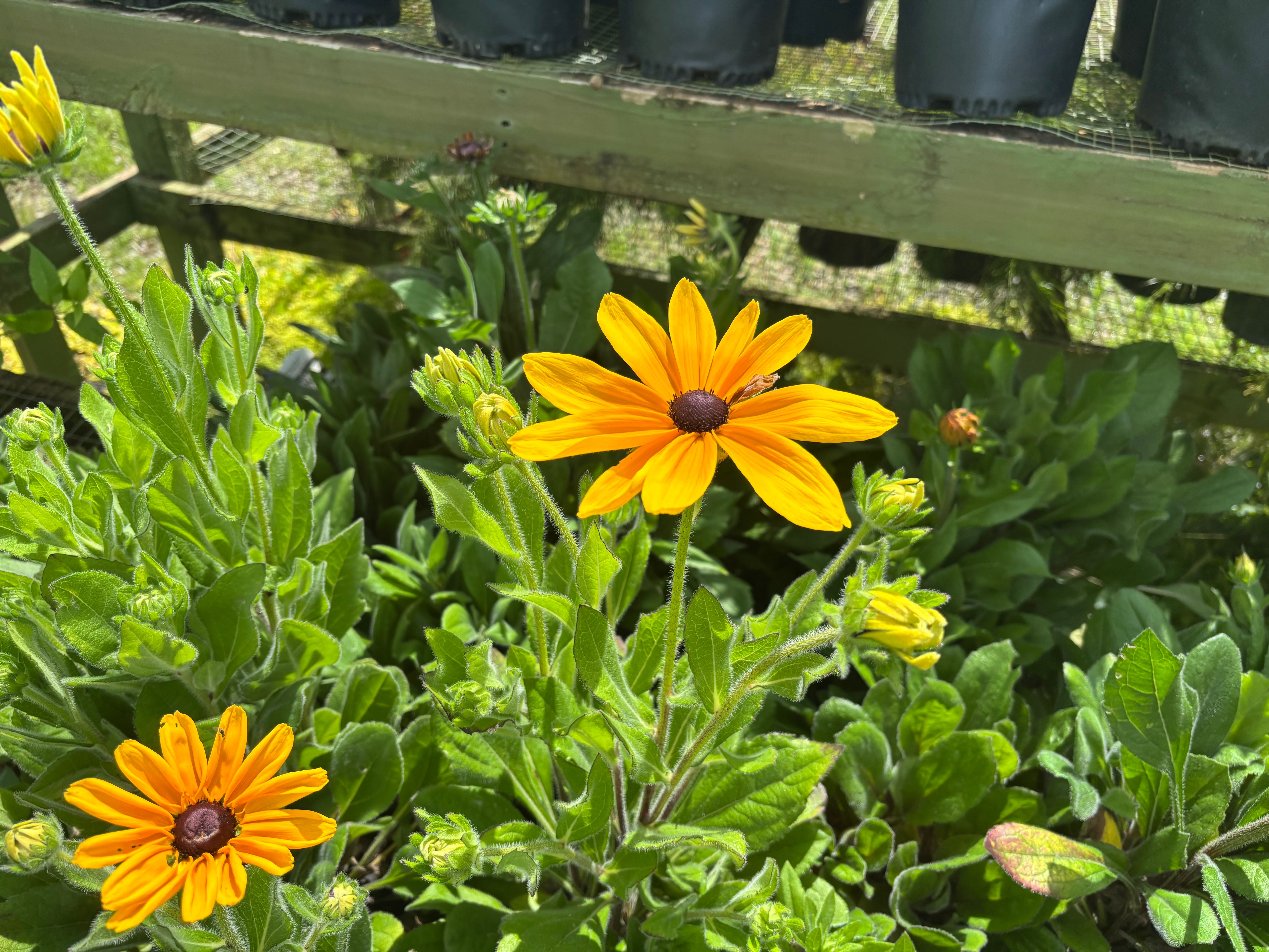 Yellow flowers at Secret Gardens