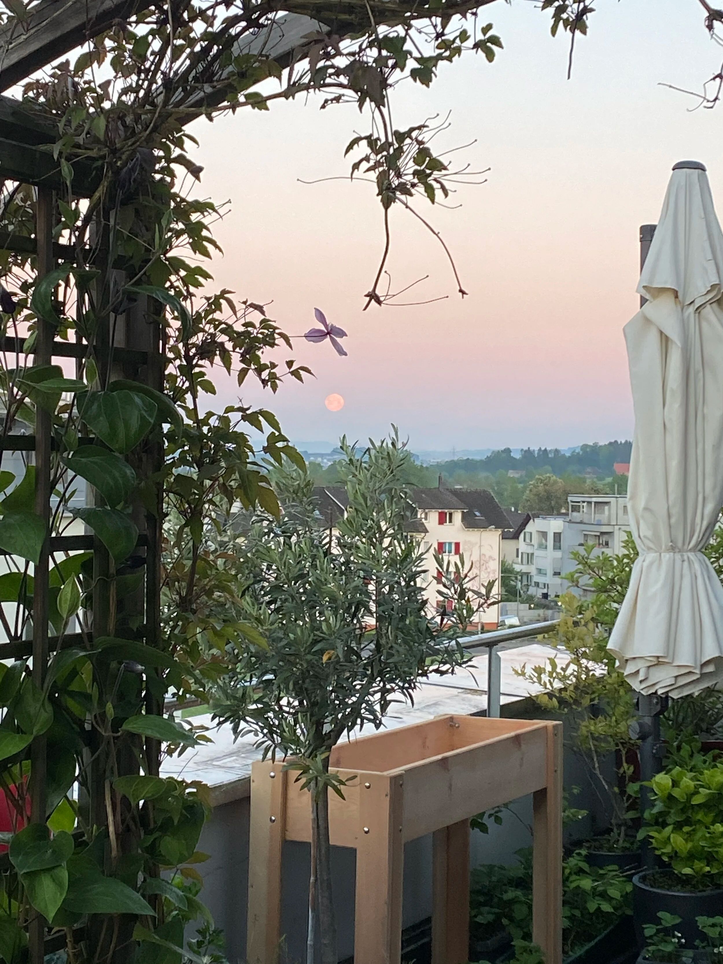 Beautiful balcony garden at sunset