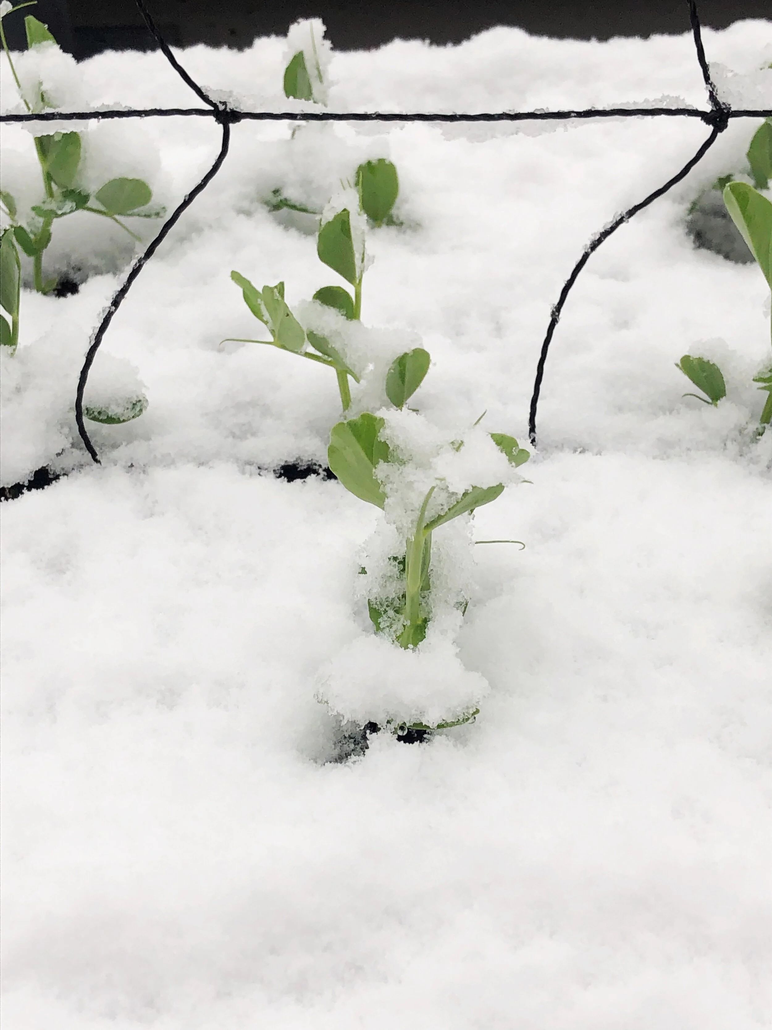 Plants growing through snow