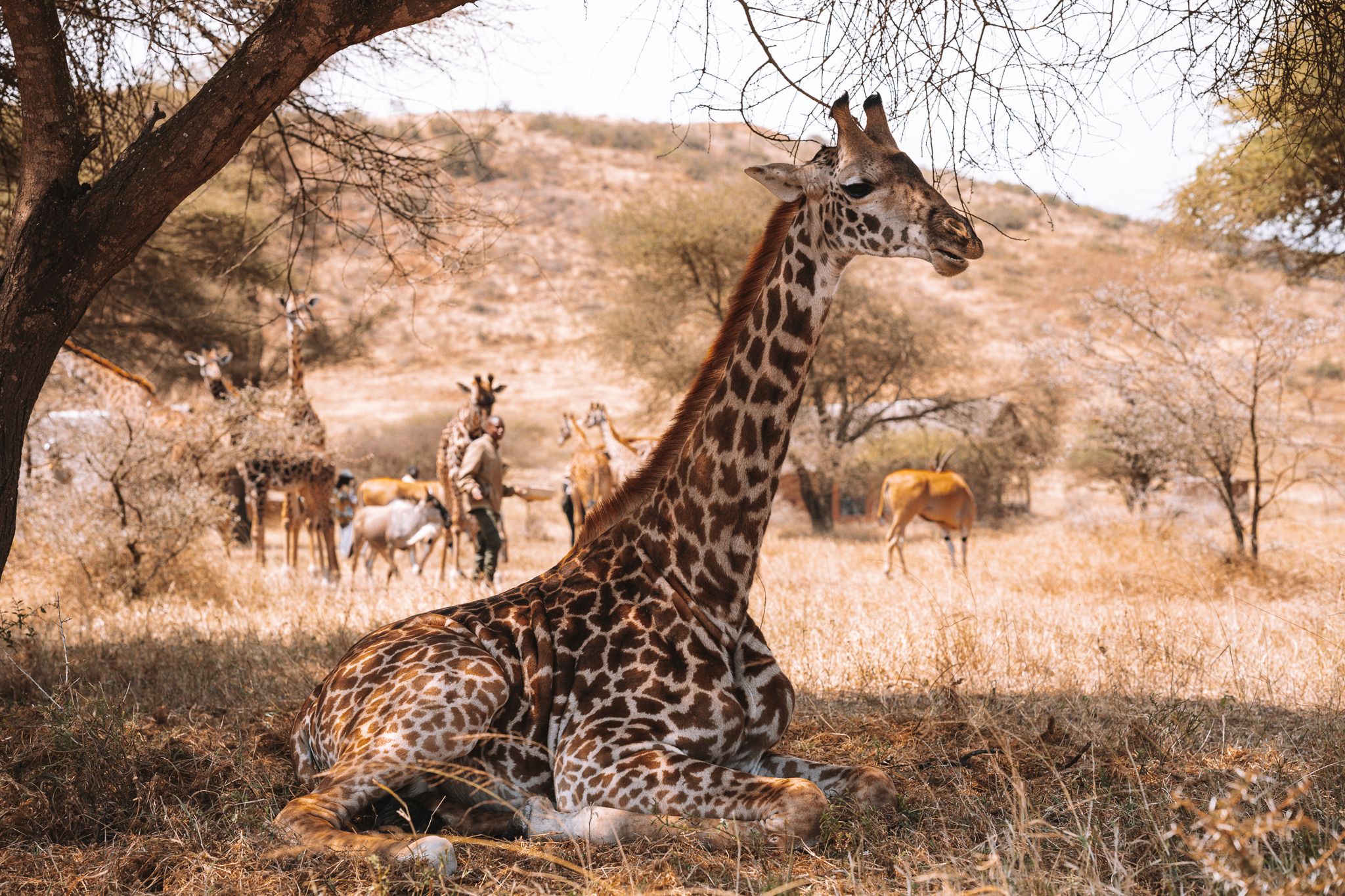 Ngorongoro & Zanzibar
