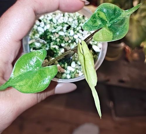 Alocasia Stingray Aurea Pup #2 Mint