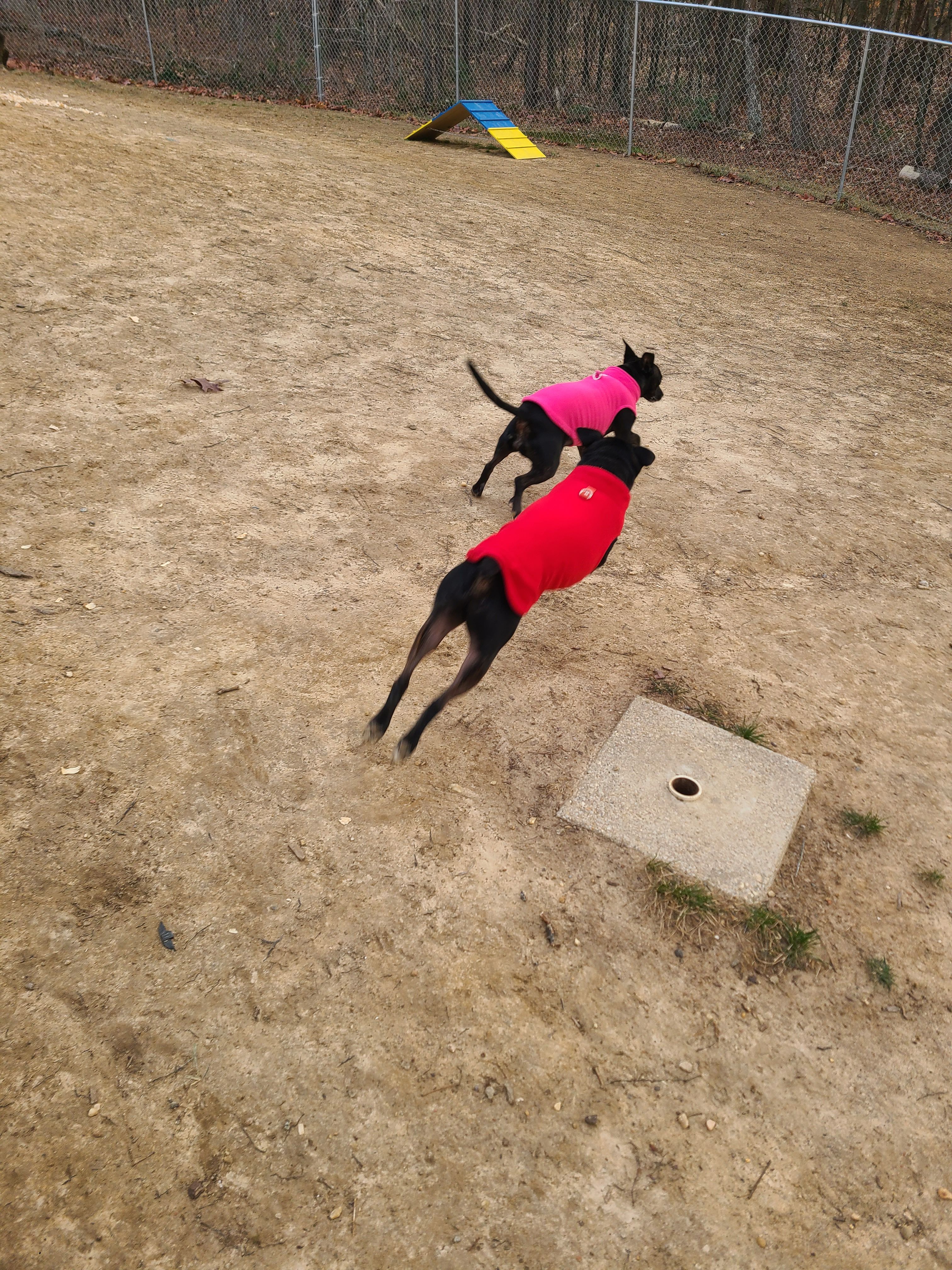 Dogs running in play area