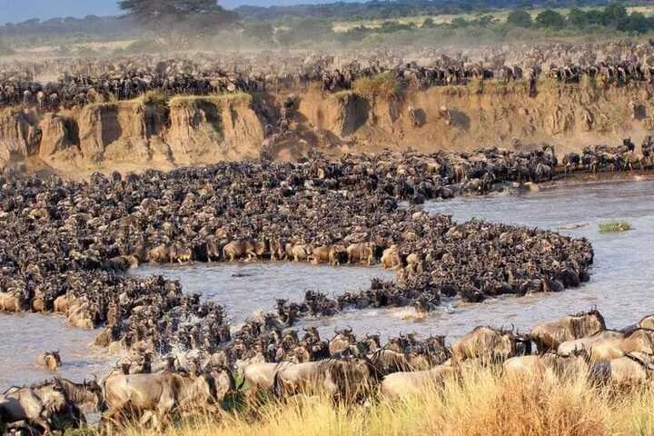 Wildebeest river crossing during the Great Migration