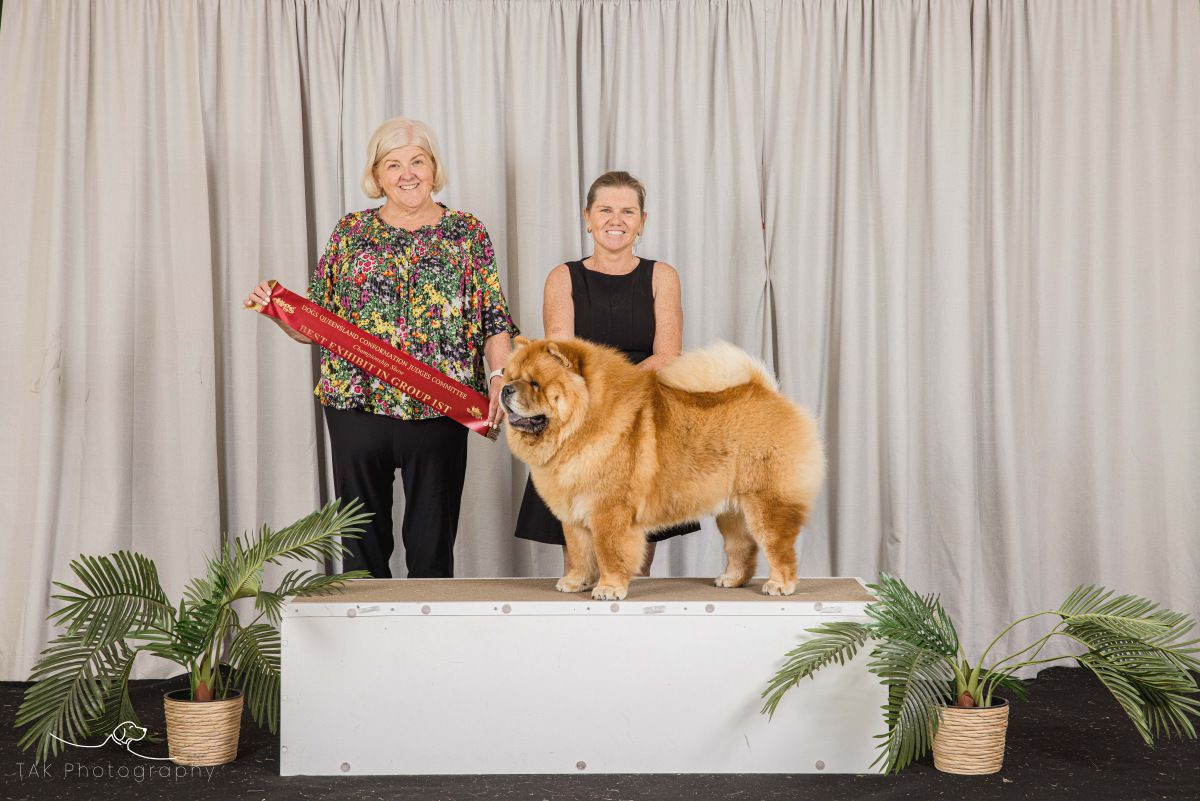 Chow Chow Best in Group winner