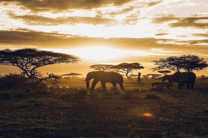 Elephants silhouetted against an East African sunset